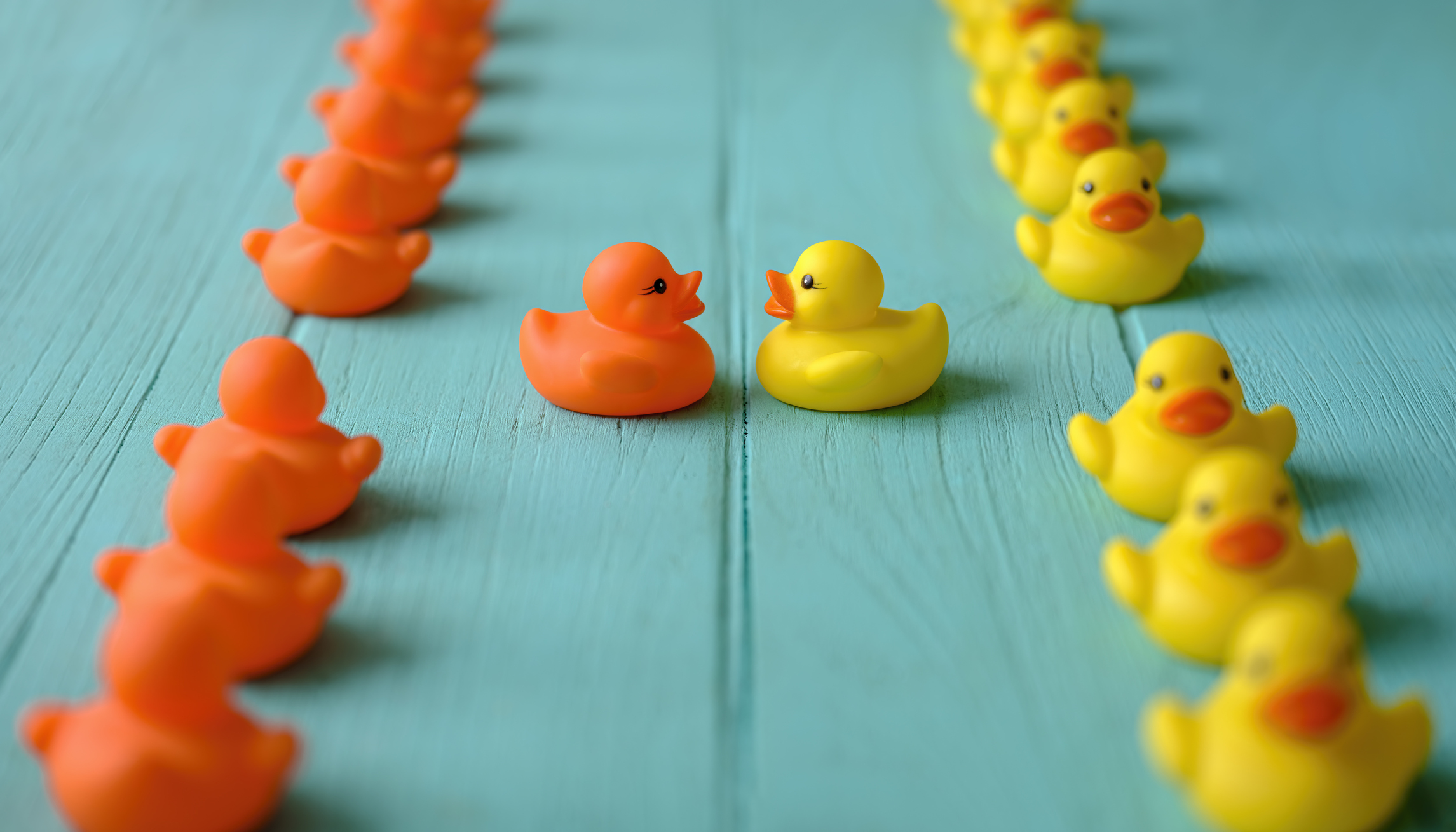 Line of yellow and orange rubber ducks, moving in opposite orderly lines, with one yellow and one orange duck breaking ranks of their lines to meet together in the middle, set on a turquoise colored wooden grained background, conceptually representing water. Concept image representing; standing out from the crowd, meeting, against the grain, freedom, individuality, change, innovation etc.