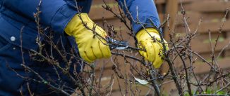 Pruning currant bushes in autumn. Garden work. The pruner in the hands of the gardener.