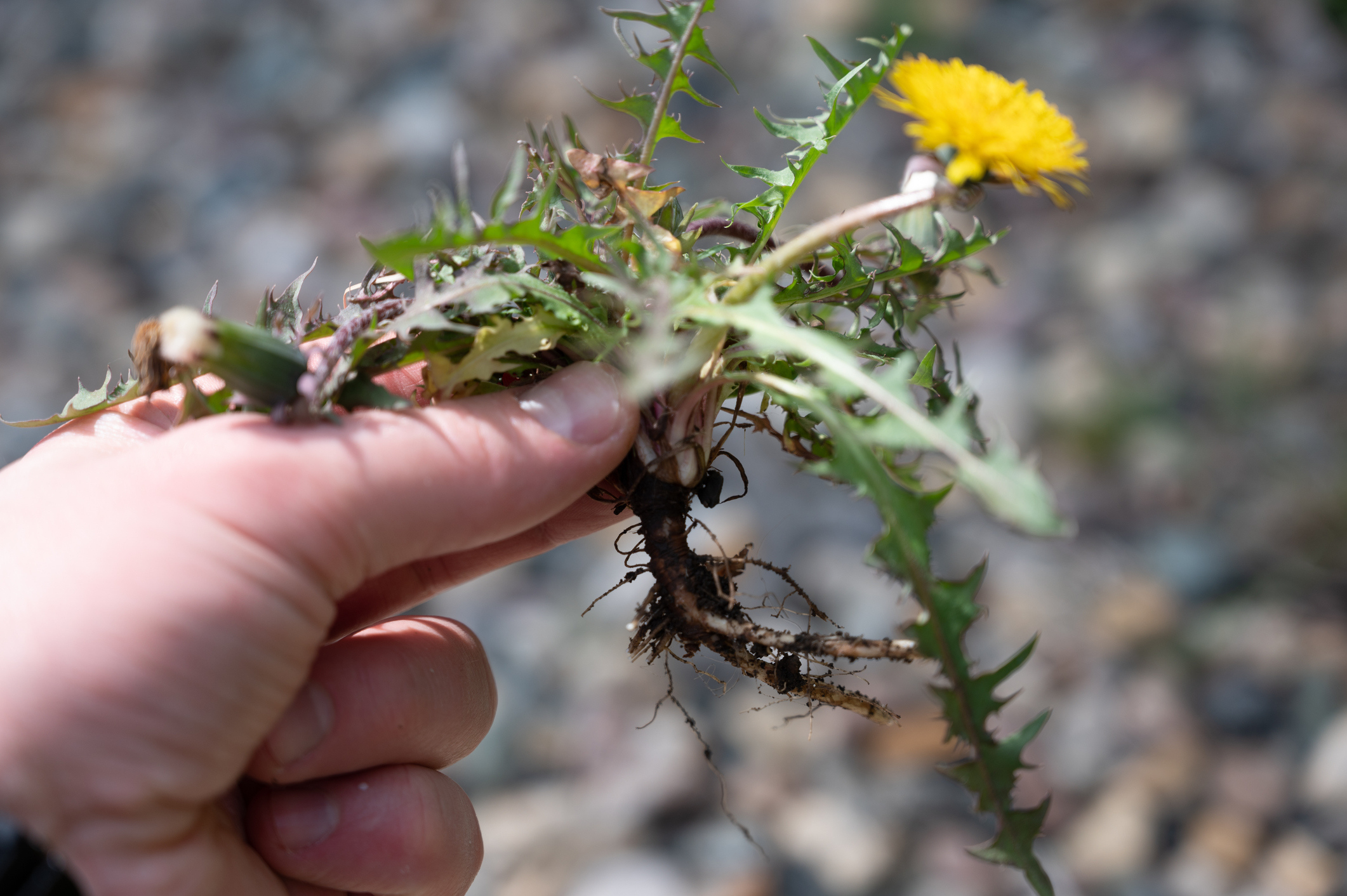 Closeup of a hand picking a weed from the ground